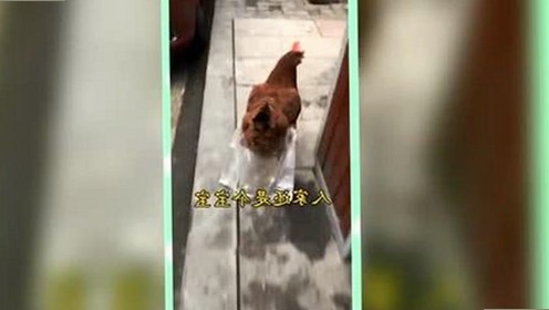 关晓彤吃瓜娱乐圈内幕曝光，明星翻车背后的真相揭秘